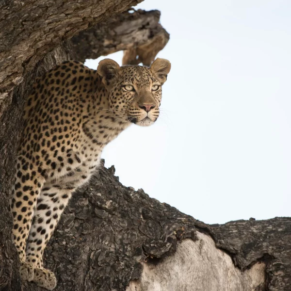 Botswana Leopard Plains Leopard