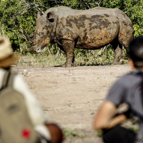 Eswatini Mkhaya Game Reserve Stone Camp Rhino Walking Safari