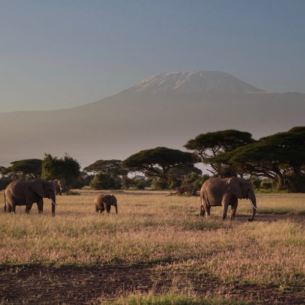 Kenia Amboseli Elefant