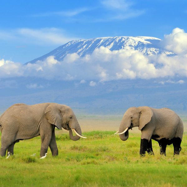Kenia-Amboseli-Elephants