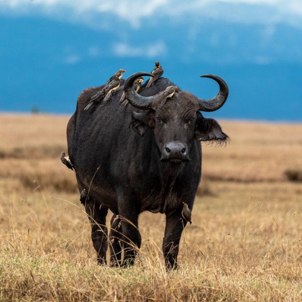 Kenia Buffel