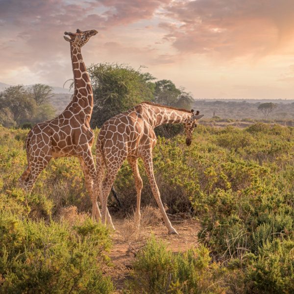 Kenia Giraffen
