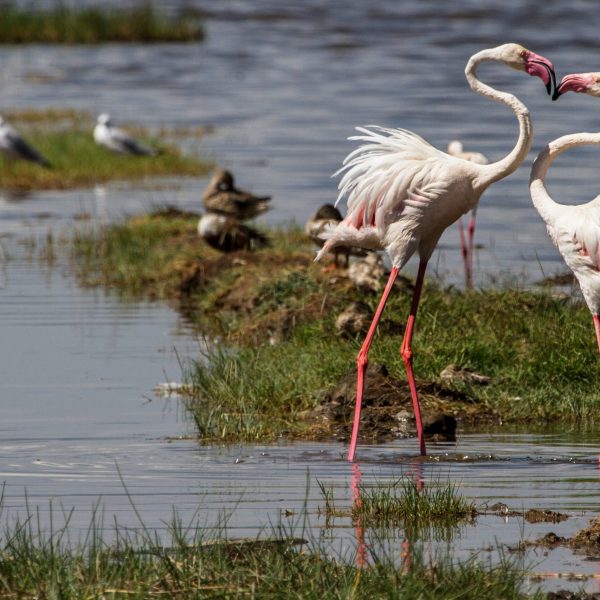 Kenia Lake Nakuru Flamingos
