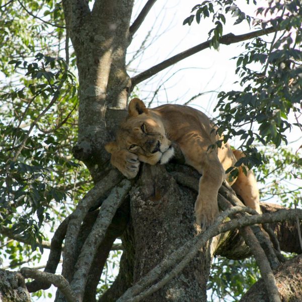 Kenia Lioness