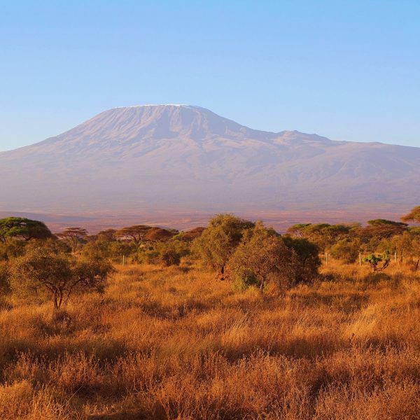 Kenia Safari Amboseli Kilimandscharo