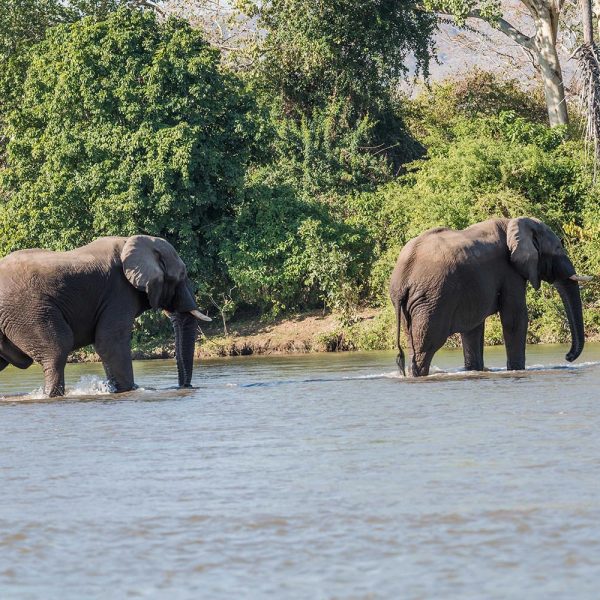 Malawi Majete WR Thawale Elephants Water
