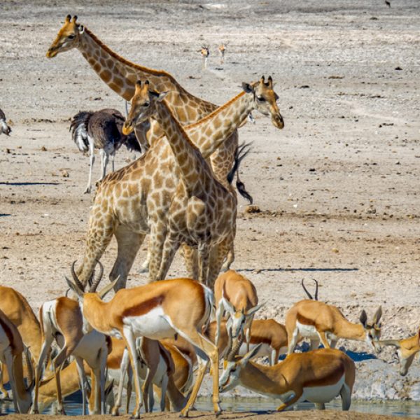 Namibia Etosha Village Safari