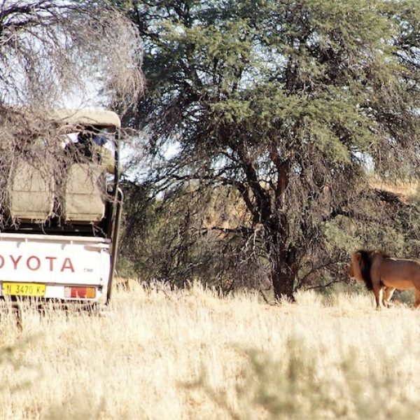 Namibia Game Viewing Lion