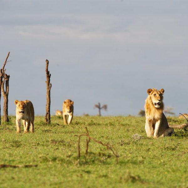 OlPejeta-lions-Kenya-Safari