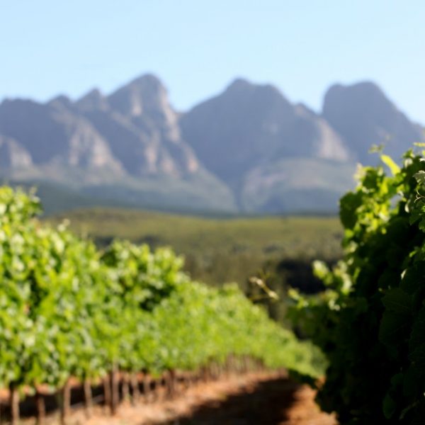 South Africa Winelands 1
