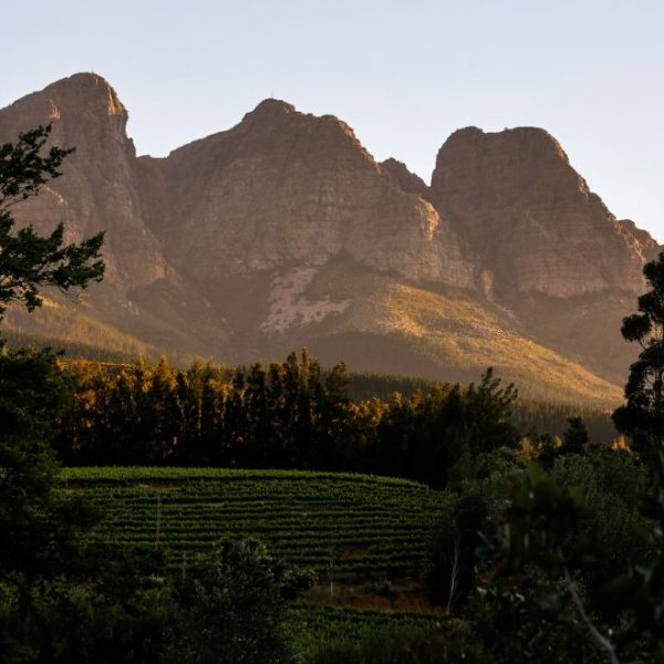 South Africa Winelands 2