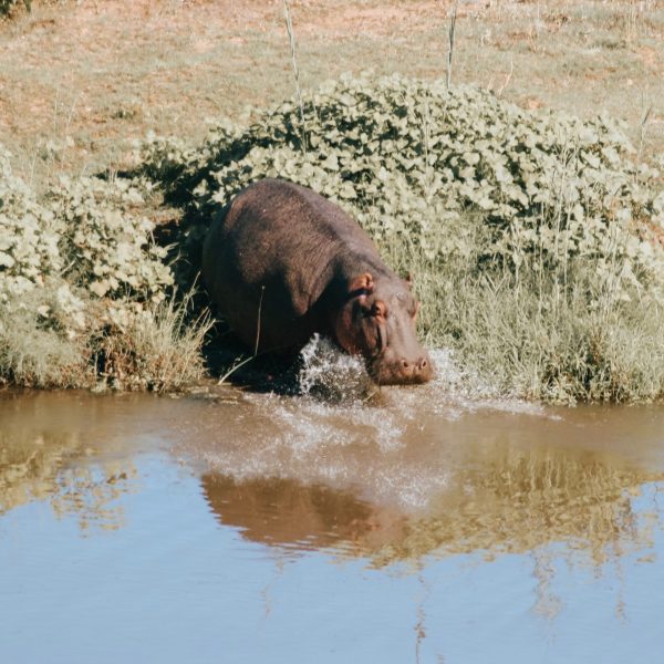 Suedafrika Krueger Nationalpark Hippo3