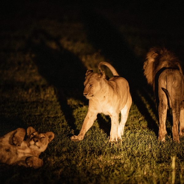 Tansania Serengeti Grumeti Hills Lions Night Drive
