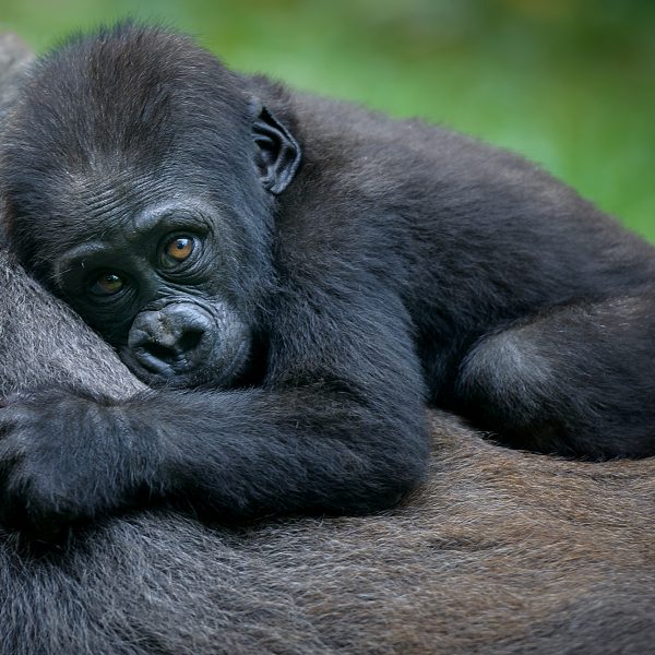 Uganda-Gorilla-Baby