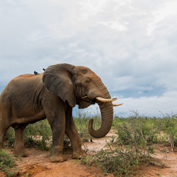 Uganda-Muchinson-Falls-Elephant-2000